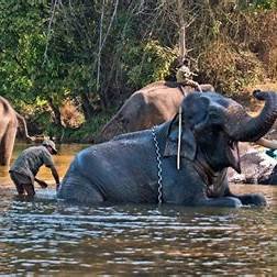 Dubare Elephant Camp